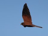 Rooivalkie vlieg vroeg die oggend  Kransvalk in vlug - Rock Kestrel : frieda